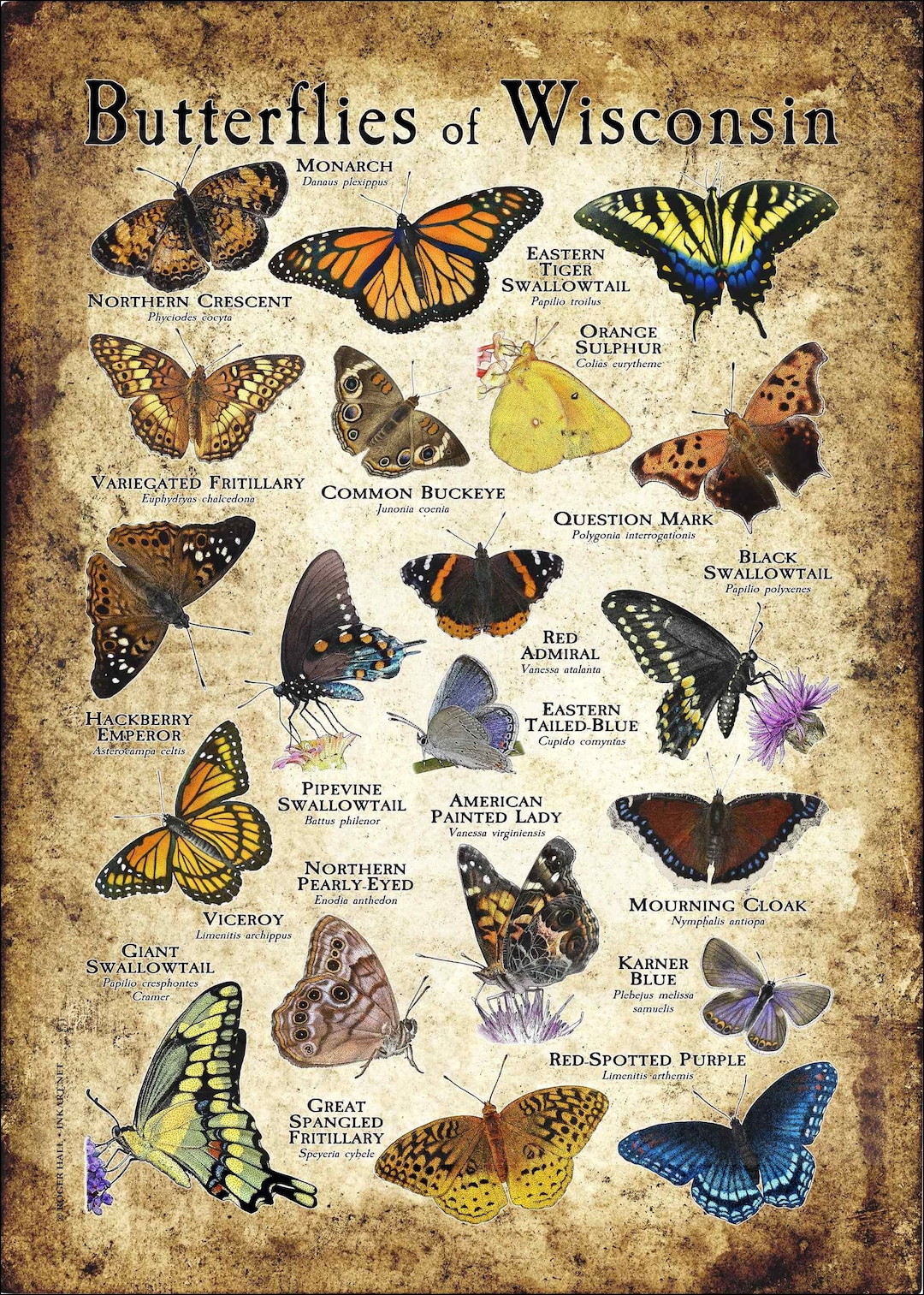 Butterflies of Wisconsin Poster Print Field Guide Etsy
