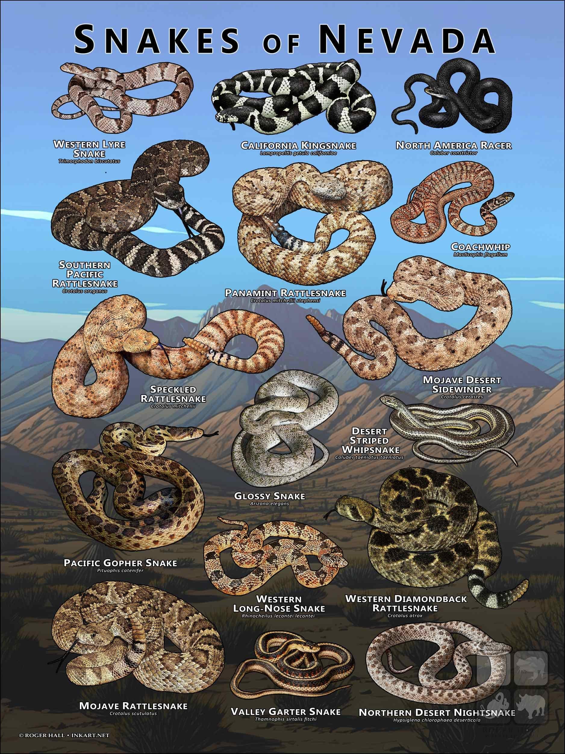 Snakes of Nevada Poster Print/field Guide - SIGNED BY ARTIST! - Etsy