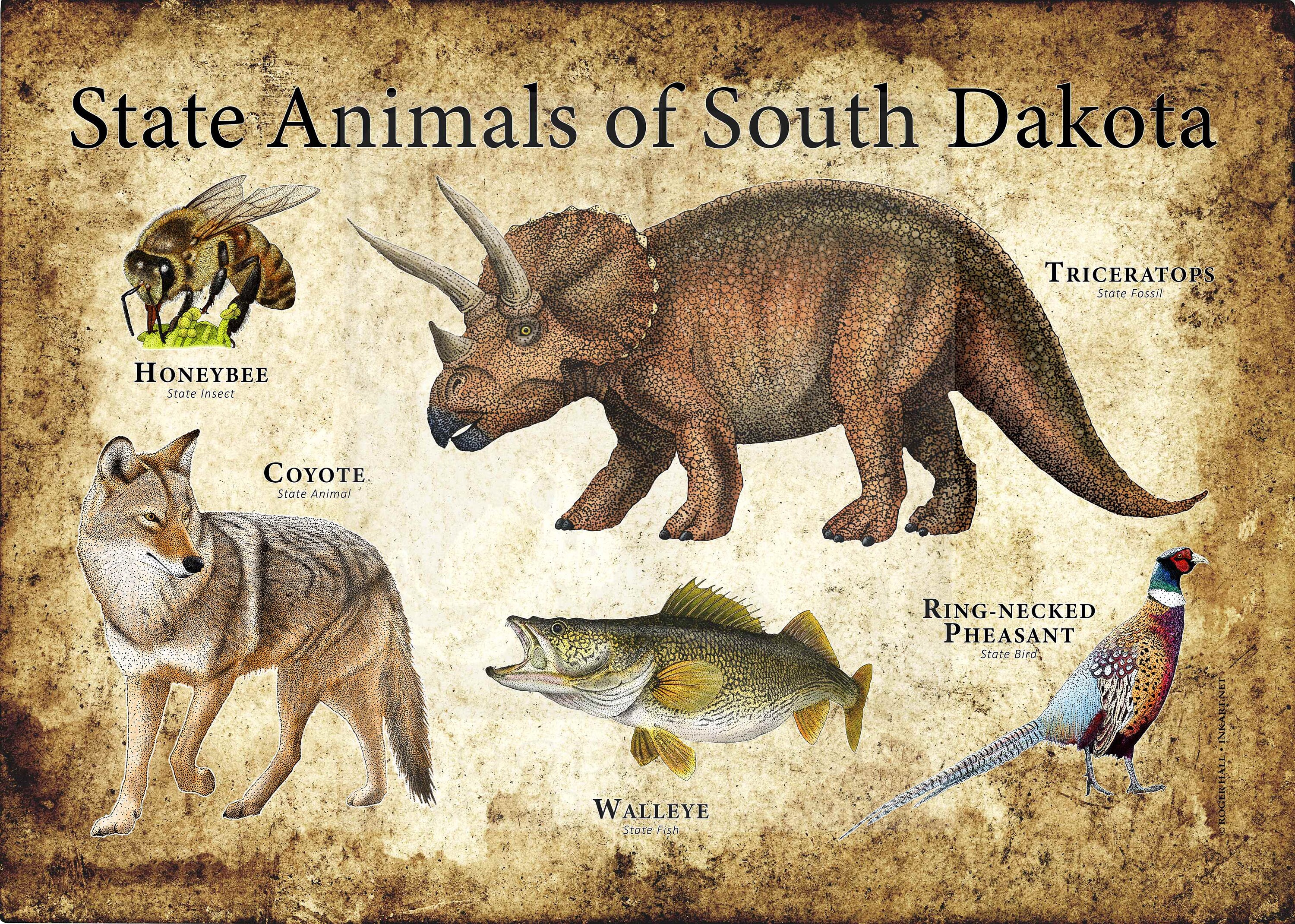 South Dakota State Animals Poster Print Etsy