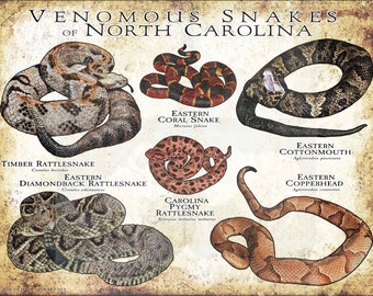 Venomous Snakes of North Carolina Art Print / Field Guide