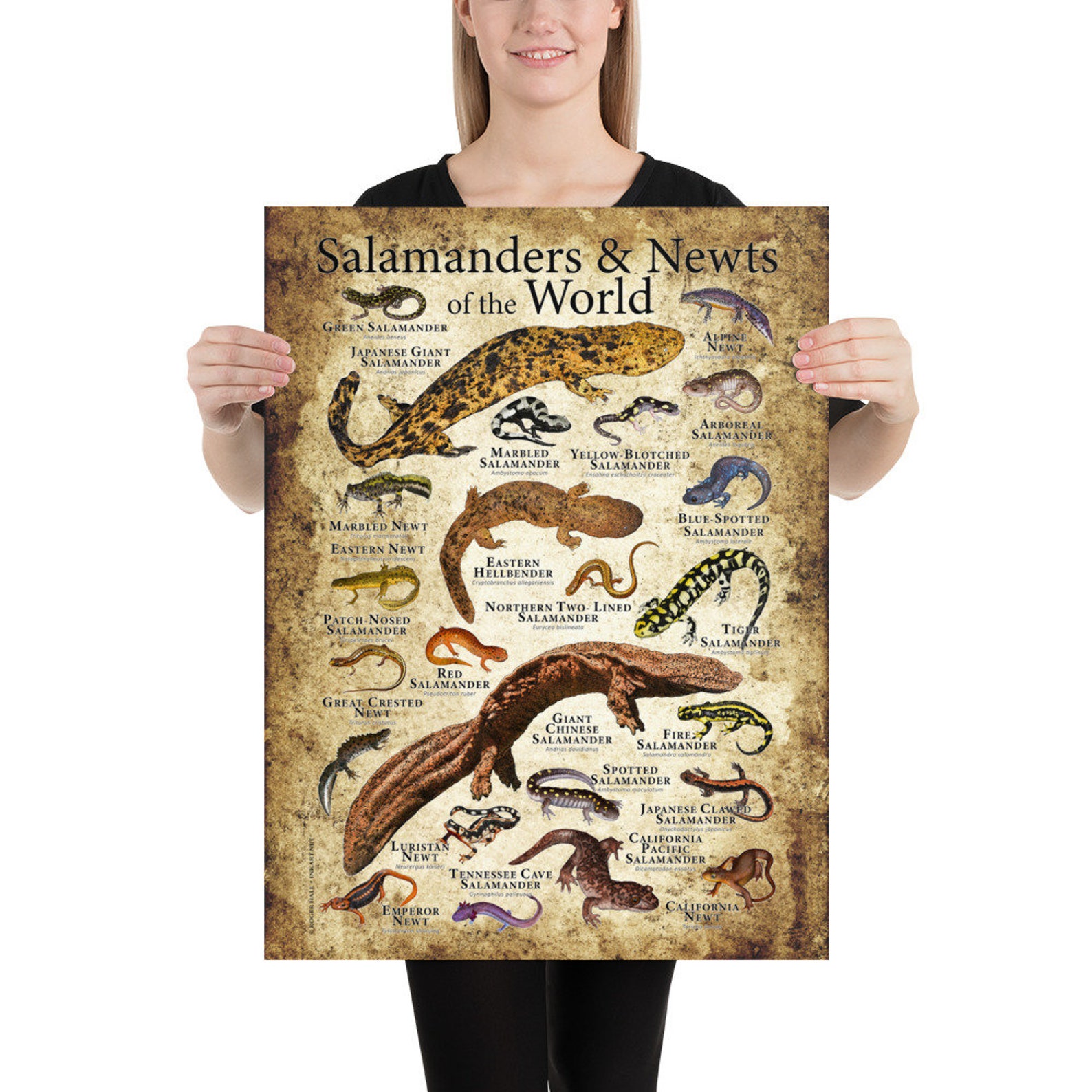 Salamanders And Newts Of The World Poster Print Etsy