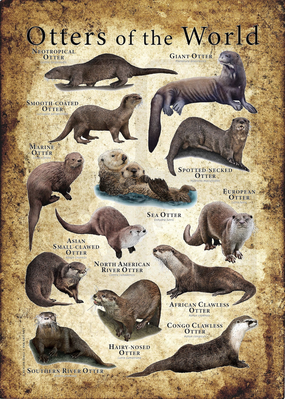 Otters of the World Poster / Field Guide - Etsy