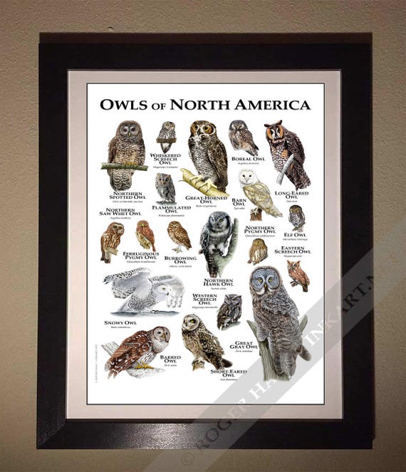 Owls of North America Poster - SIGNED BY ARTIST! - Etsy Israel