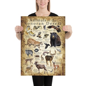 Animals of the Sonoran Desert Poster image 3