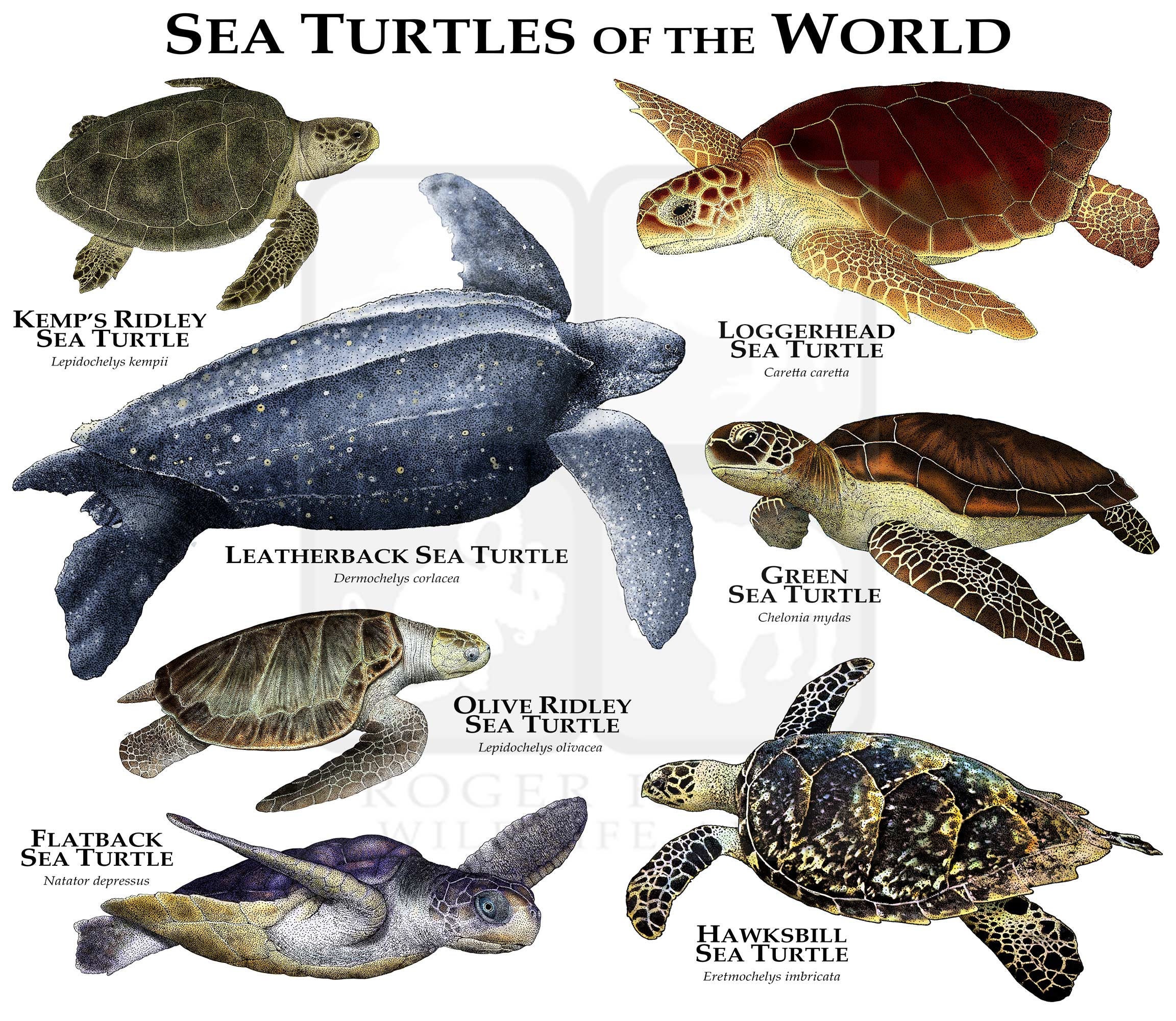 Sea Turtles Of The World Poster Print Etsy