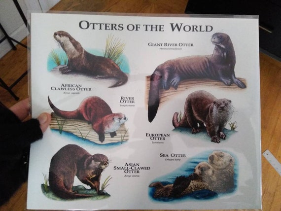 otter shoes germany