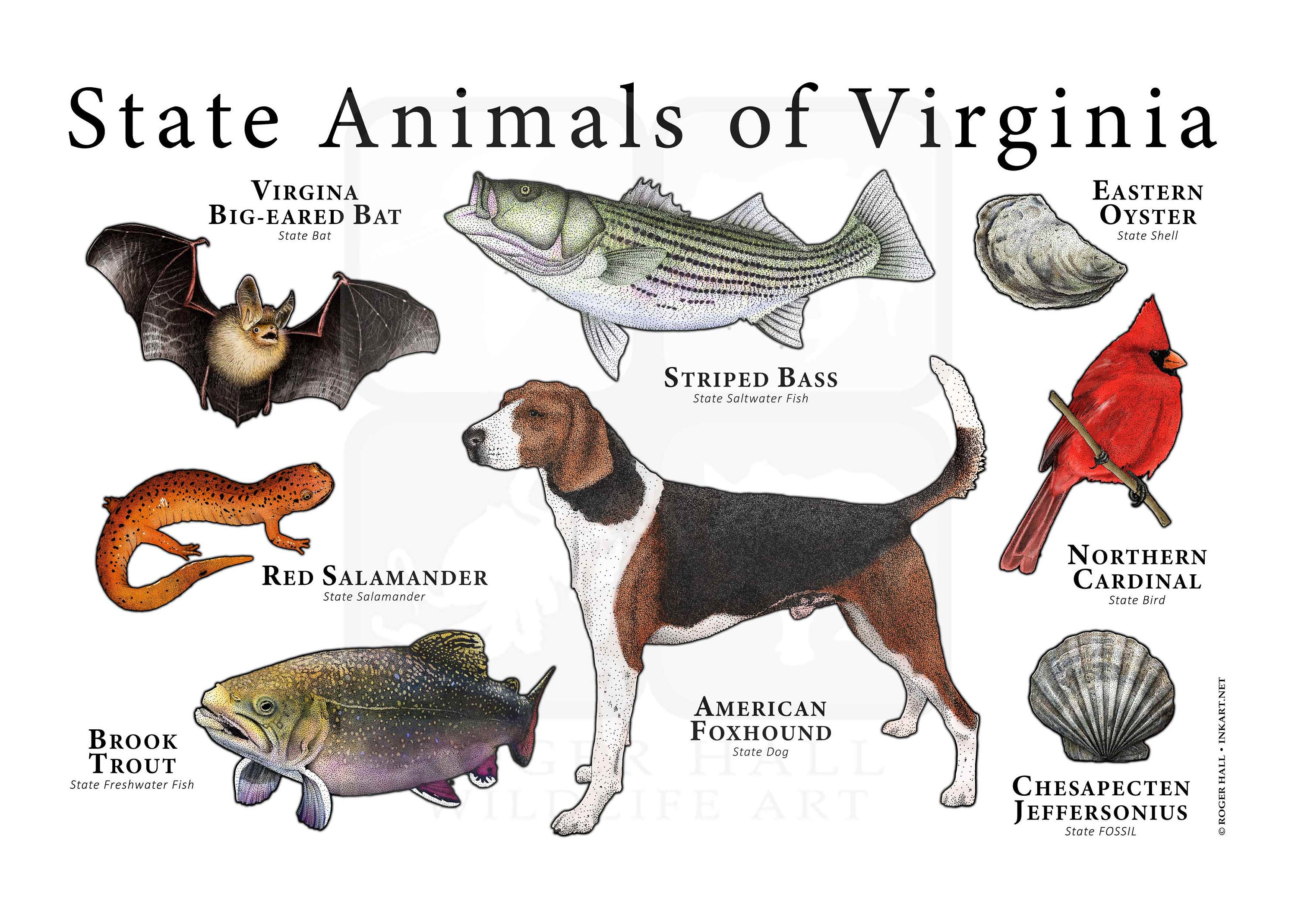 Virginia State Animals Poster Print Etsy