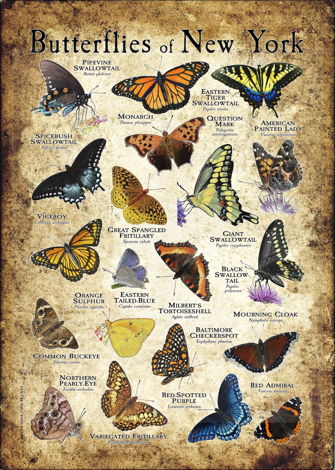 Butterflies of New York Poster Print Field Guide Etsy