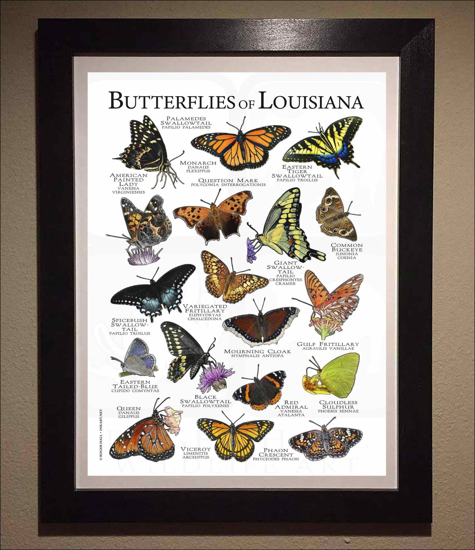 Butterflies of Louisiana Poster Print Field Guide Etsy