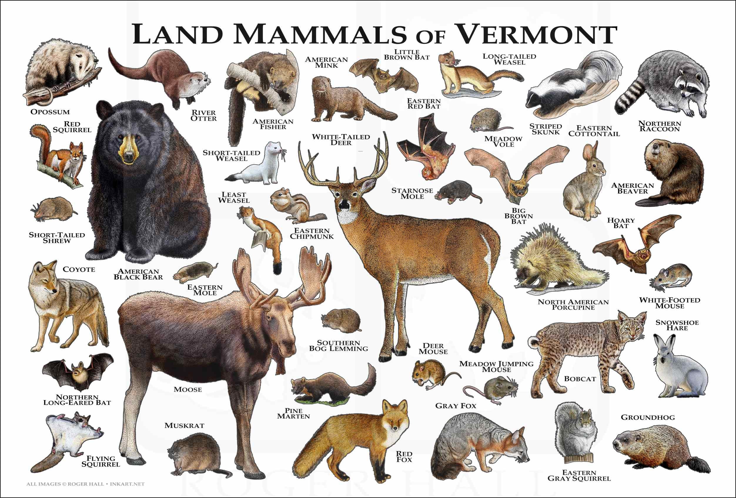 Mammals of Vermont Poster Print / Vermont Mammals Field Guide Etsy