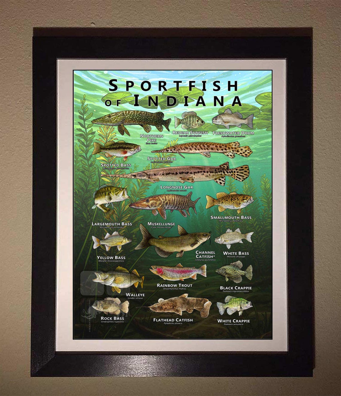 Sportfish of Indiana Poster Print/field Guide - SIGNED BY ARTIST! - Etsy