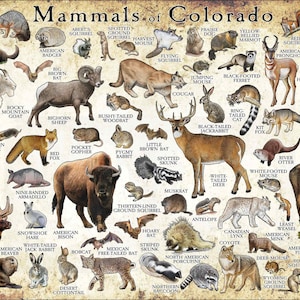 Mammals of Colorado Poster Print / Colorado Mammals Field Guide / Animals of Colorado - SIGNED BY ARTIST!