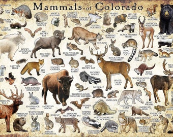 Mammals of Colorado Poster Print / Colorado Mammals Field Guide / Animals of Colorado - SIGNED BY ARTIST!