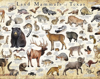Land Mammals of Texas Poster Print / Texas Mammals Field Guide / Animals of Texas - SIGNED BY ARTIST!