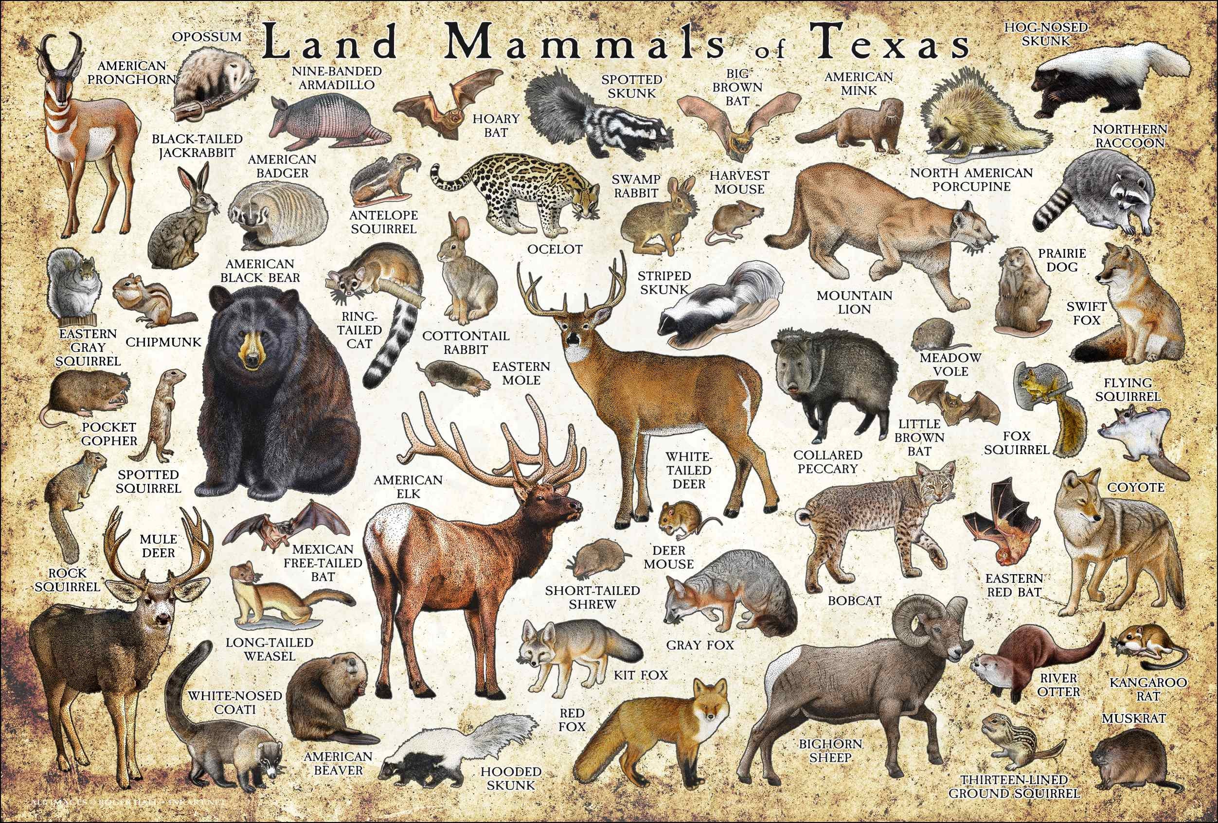 Land Mammals of Texas Poster Print / Texas Mammals Field Guide Etsy