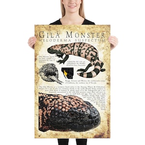 K&ouml;nnte beinhalten: Ein Vintage-Poster mit einer Illustration eines Gila-Monsters, einer giftigen Eidechse, die im S&uuml;dwesten der Vereinigten Staaten und in Mexiko beheimatet ist. Das Poster zeigt eine detaillierte Illustration des Gila-Monsters, zusammen mit seinem wissenschaftlichen Namen, Heloderma suspectum, und Informationen &uuml;ber seine Gr&ouml;&szlig;e, Lebensdauer und seinen Lebensraum. Das Poster enth&auml;lt auch eine Karte des Verbreitungsgebiets des Gila-Monsters.