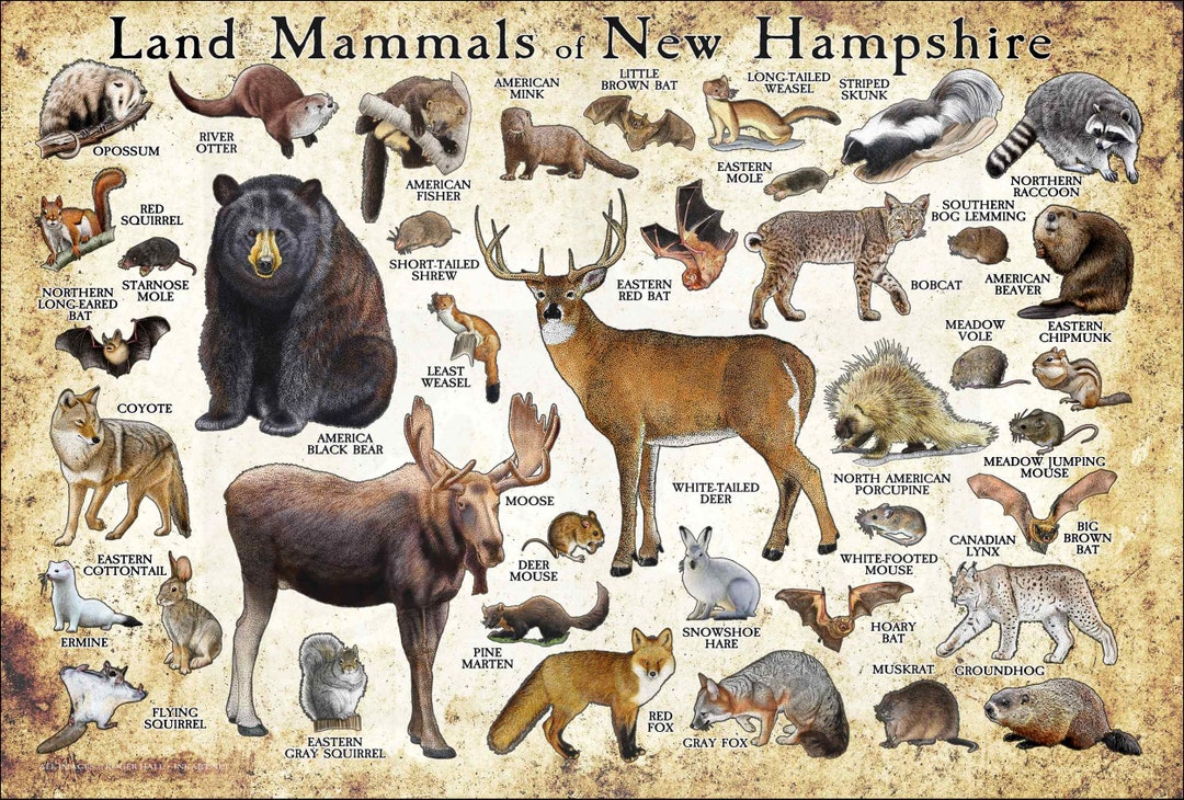 Land Mammals of New Hampshire Poster Print / New Hampshire Mammals