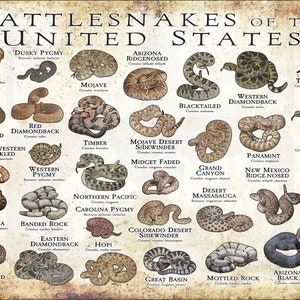 Rattlesnakes of the United States Art Print / Field Guide - SIGNED BY ARTIST!
