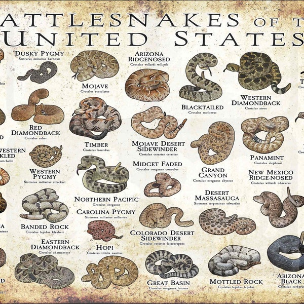 Rattlesnakes of the United States Art Print / Field Guide