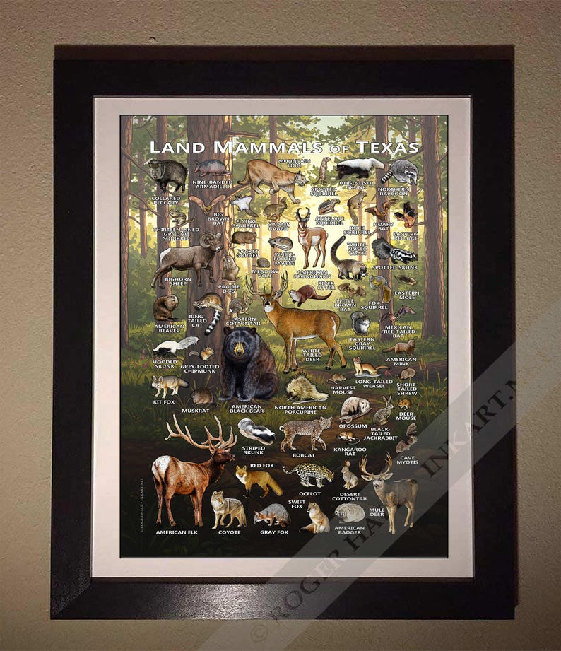 Texas Mammals Field Guide Poster Print: Signed Wildlife Art - Etsy ...