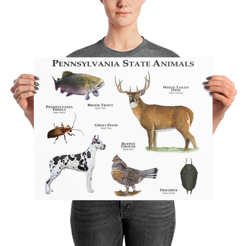 Pennsylvania State Animals Poster Print Etsy