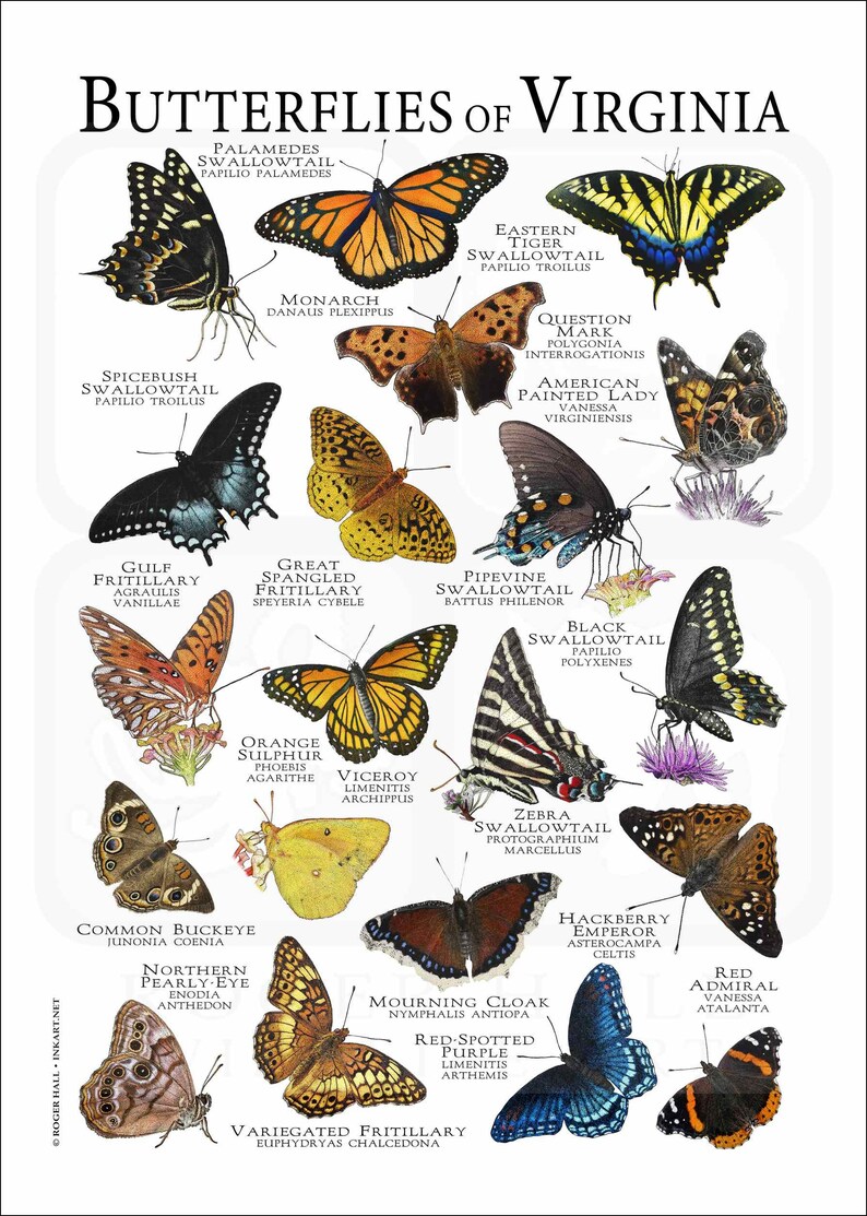 Virginia Insects List Butterflies of Virginia Poster Print/field Guide - SIGNED BY ARTIST! - Etsy