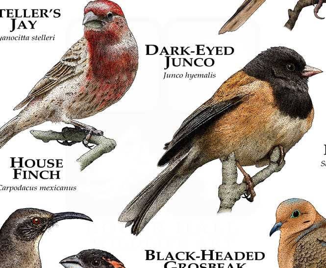 Backyard Birds of the Bay Area Etsy