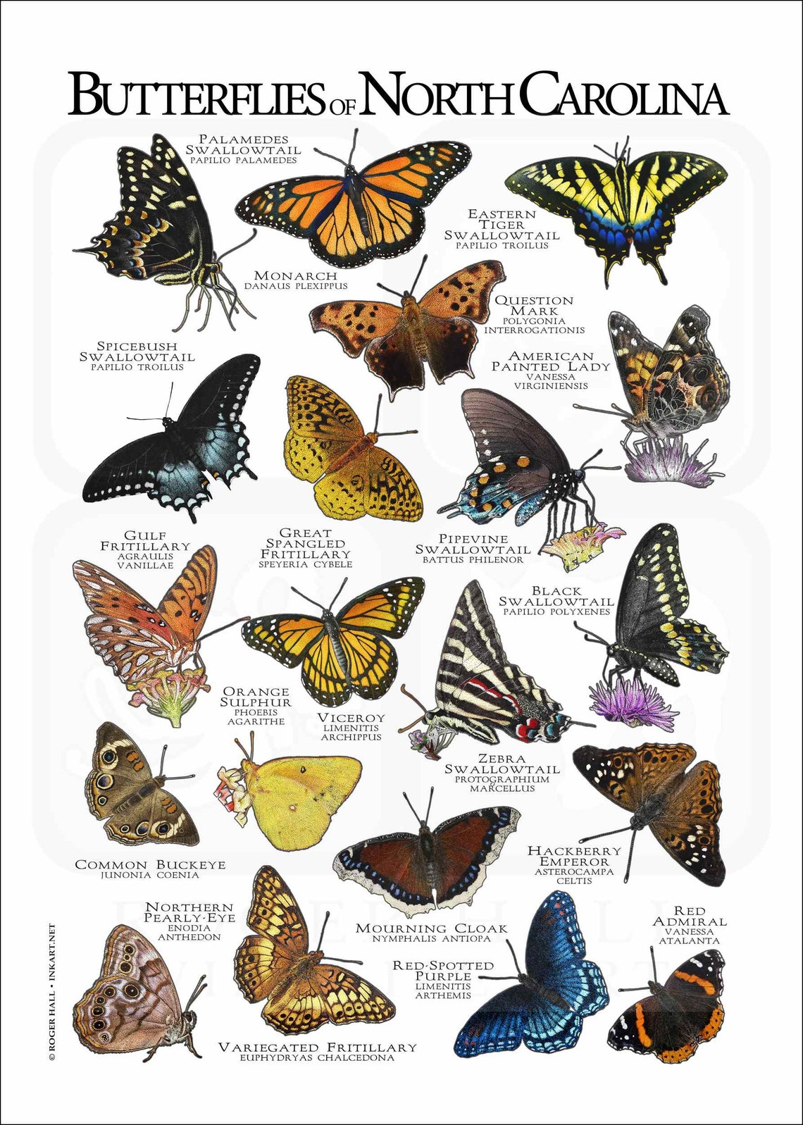 Butterflies of North Carolina Poster Print Field Guide Etsy