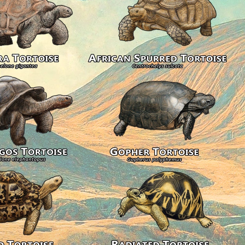 Tortoises of the World Art Print / Field Guide image 2