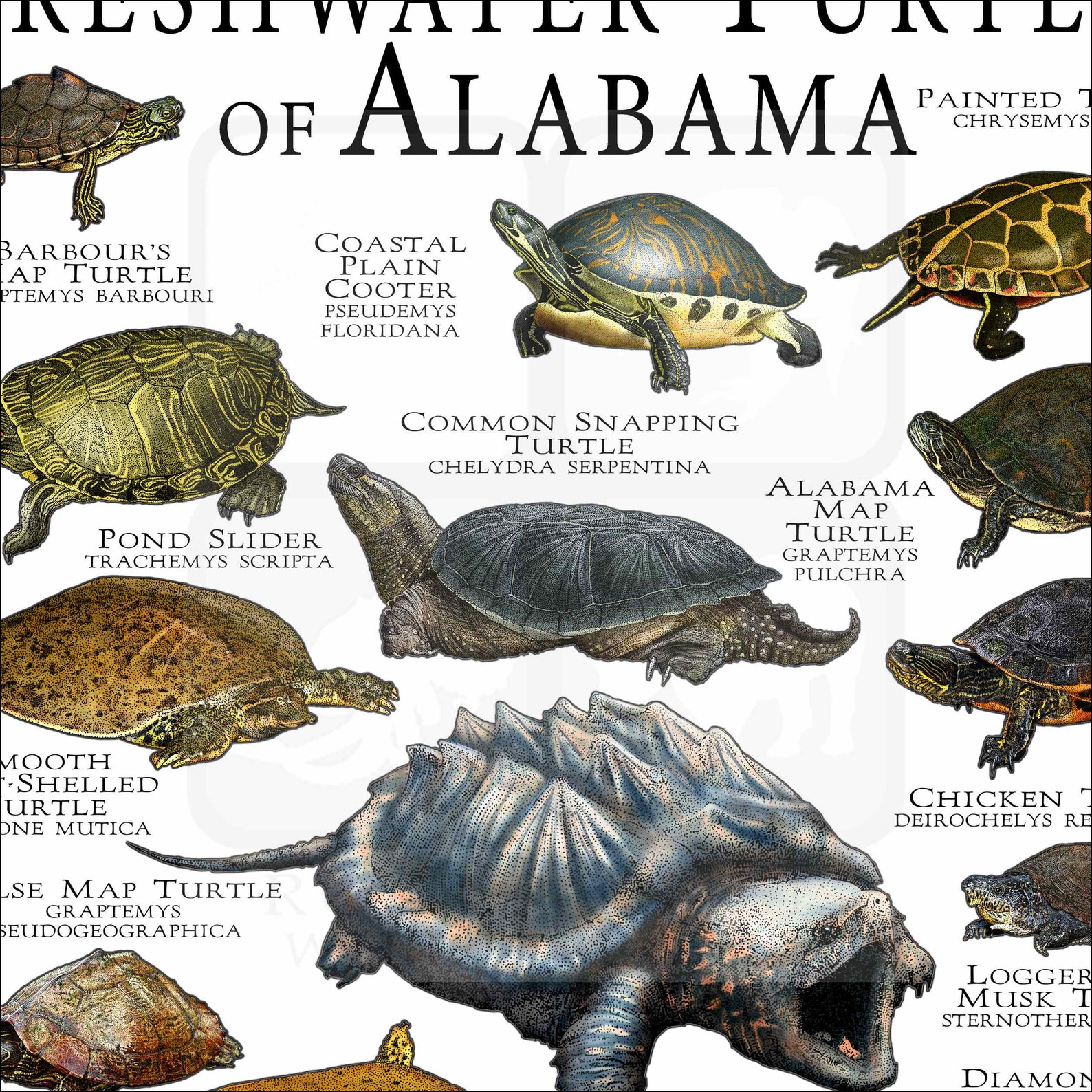 Freshwater Turtles of Alabama Poster Print/field Guide - SIGNED BY ...