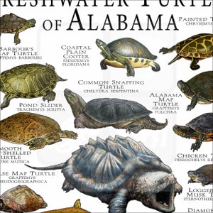 Freshwater Turtles of Alabama Poster Print/field Guide - SIGNED BY ...