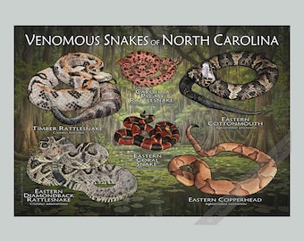 Puede incluir: Un póster titulado VENOMOUS SNAKES OF NORTH CAROLINA que muestra ilustraciones de serpientes de cascabel, mocasines de agua, serpientes de coral y cabezas de cobre en un pantano. Los nombres de las serpientes aparecen bajo cada dibujo.