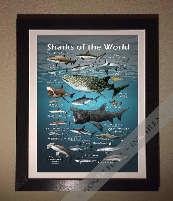 Sharks of the World Poster Print - SIGNED BY ARTIST! - Etsy