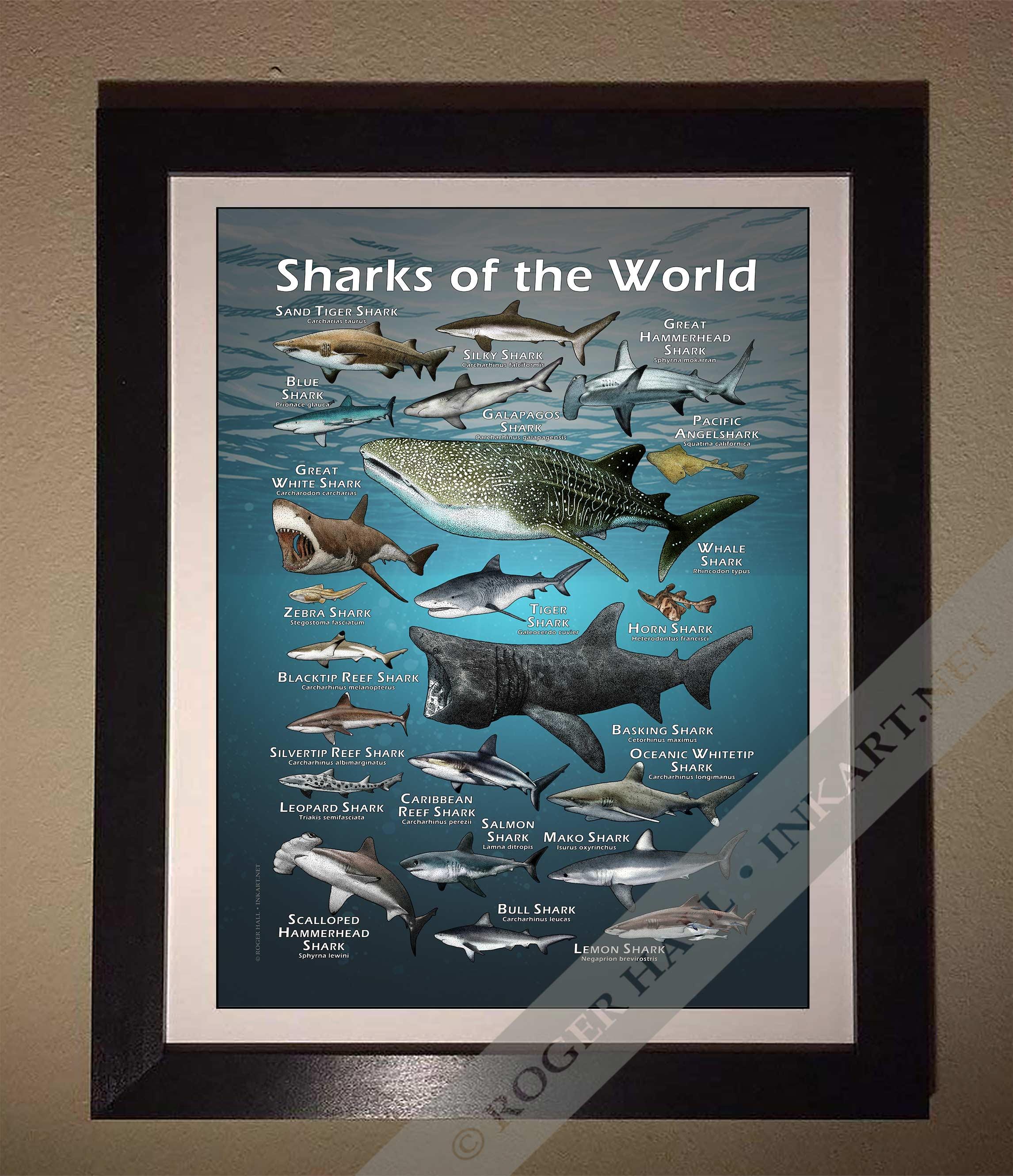 Sharks of the World Poster Print - SIGNED BY ARTIST! - Etsy Norway