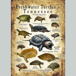 Freshwater Turtles of Tennessee Poster Print/Field Guide - SIGNED BY ARTIST!