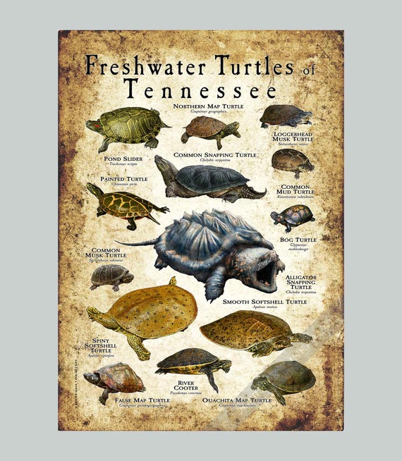 テネシー州の淡水ガメのポスタープリント/フィールドガイド