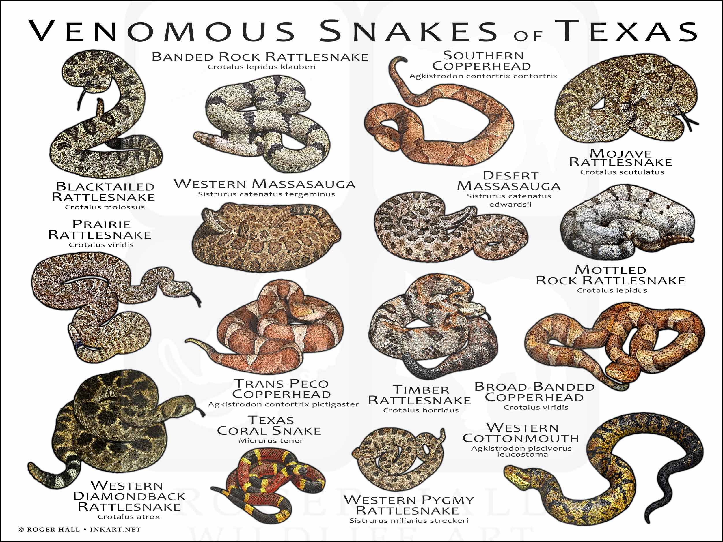 Cu les Son Las Serpientes Venenosas En Texas Y C mo 41 OFF