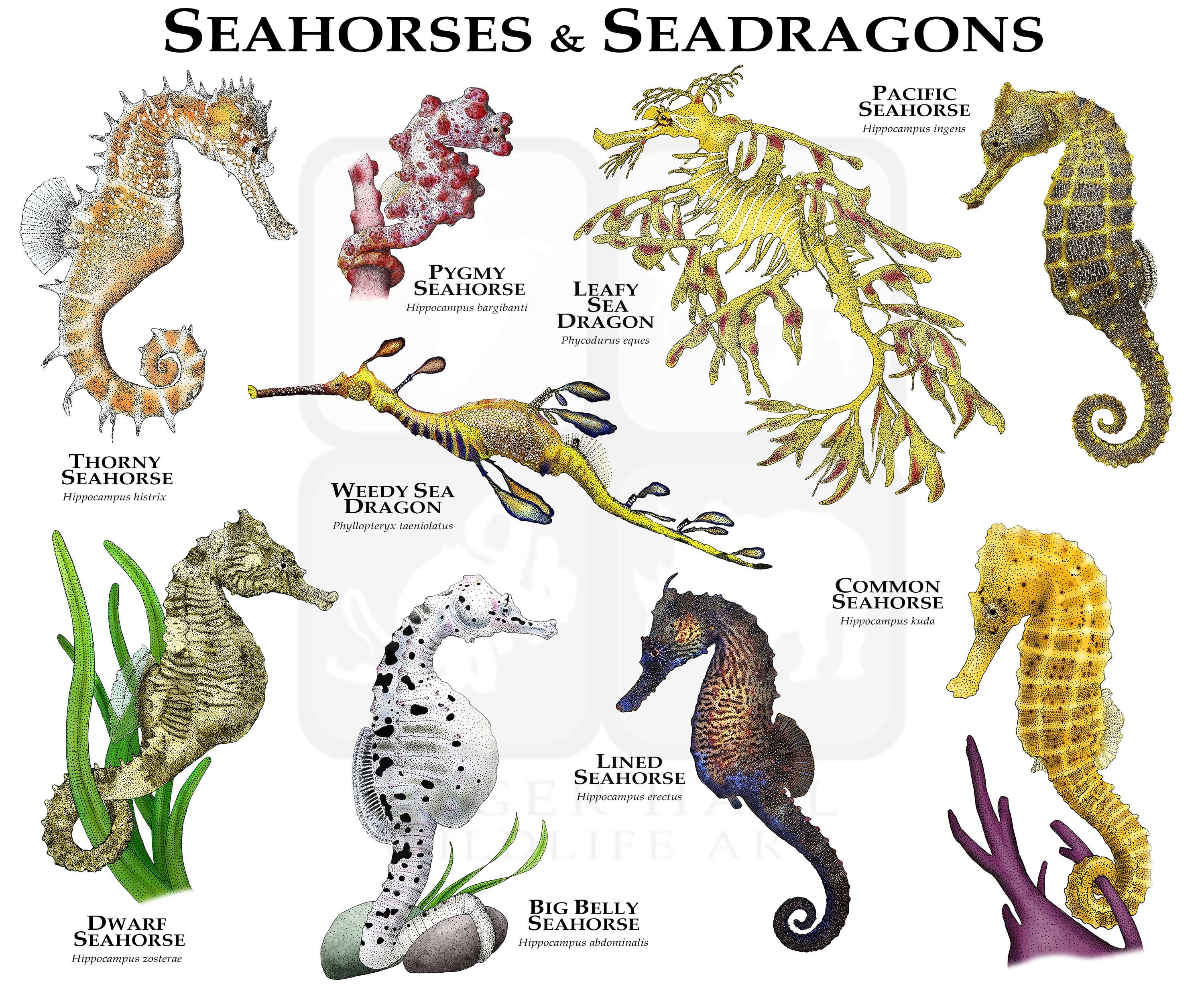 Seahorses Of The World Poster Print Etsy Canada