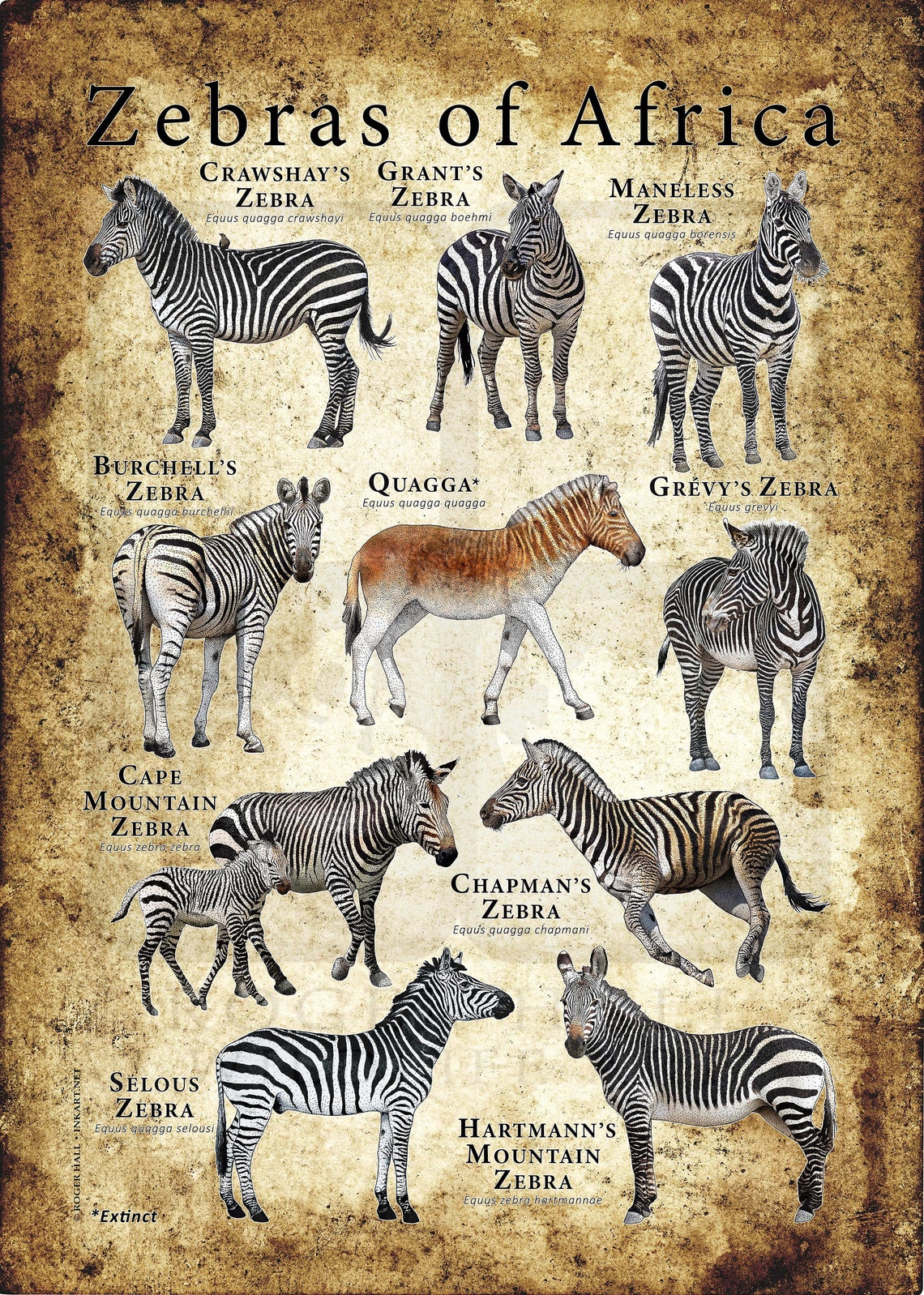 Zebras of Africa Poster / Field Guide Etsy Canada