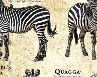 シマウマの種類のポスター / フィールド ガイド - アーティストの