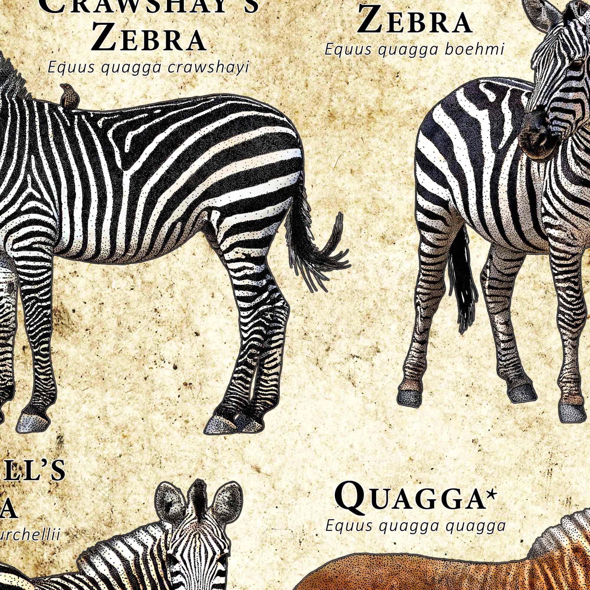 シマウマの種類のポスター / フィールド ガイド - アーティストの