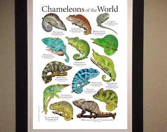 世界のカメレオンのポスター - アーティストのサイン入り! - Etsy 日本