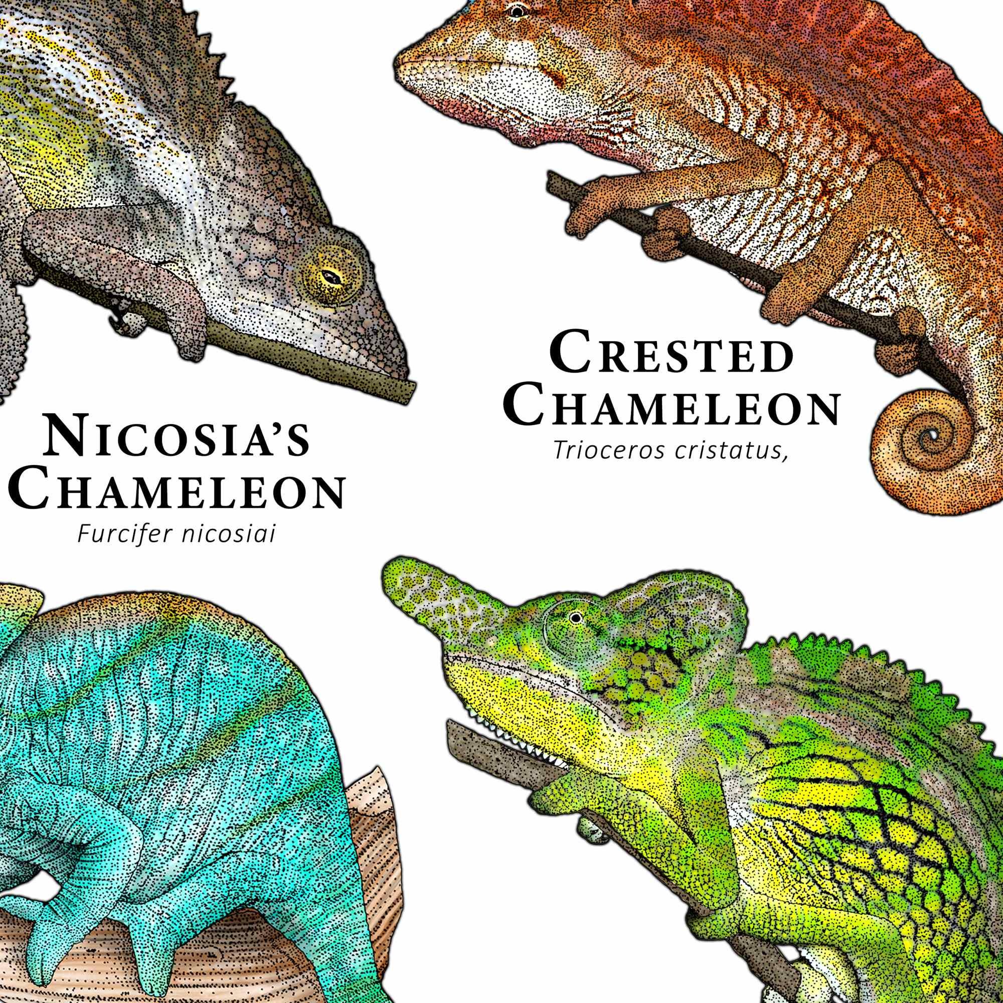 Chameleons on the World Poster - SIGNED BY ARTIST! - Etsy