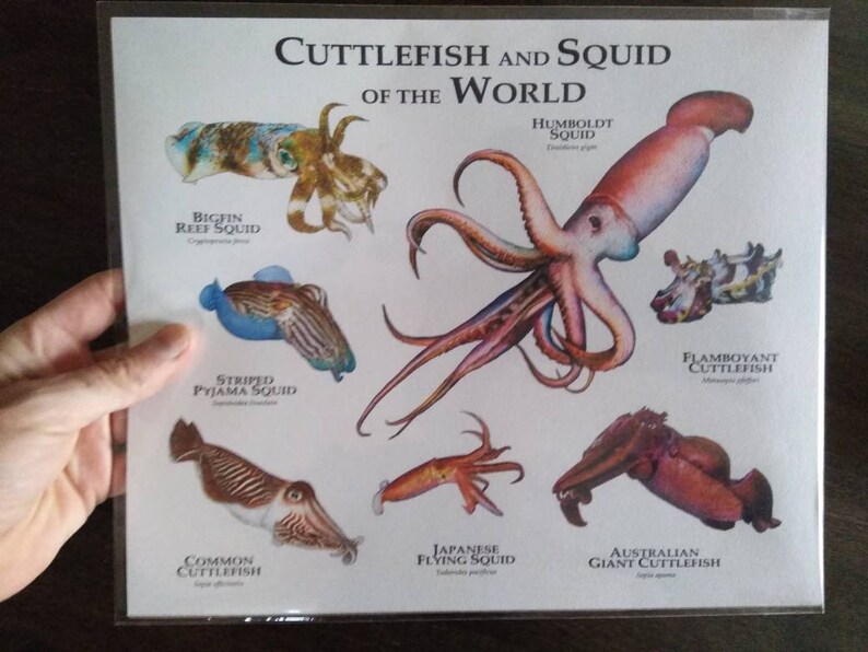 Cuttlefish and Squid of the World Poster Print - SIGNED BY ARTIST ...