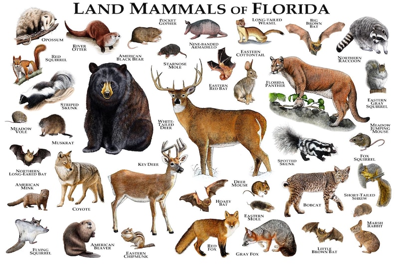 Mammals of Florida Poster Print / Florida Mammals Field Guide | Etsy