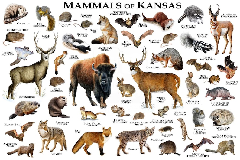 Mammals of Kansas Poster Print / Kansas Mammals Field Guide / | Etsy