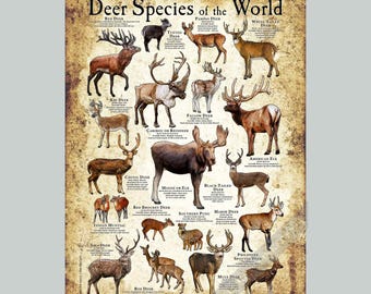 Deer Species of the World Poster Print - SIGNED BY ARTIST!