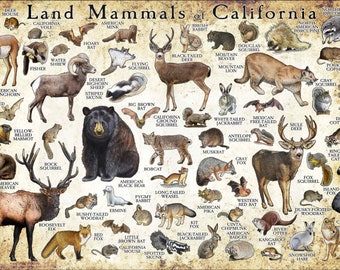 Mammals of California Poster Print / California Mammals Field Guide / Animals of California