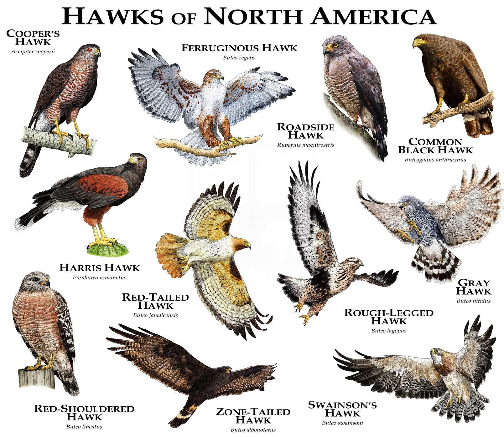 Birds of Prey of North America Giant Poster
