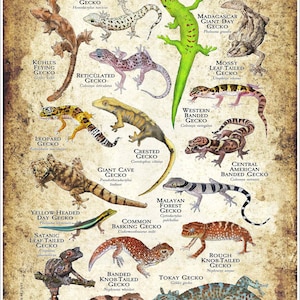 Geckos of the World Poster Print - SIGNED BY ARTIST